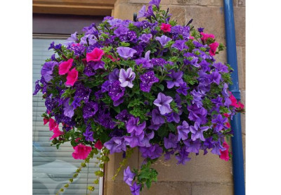 What’s the best way to water hanging baskets?
