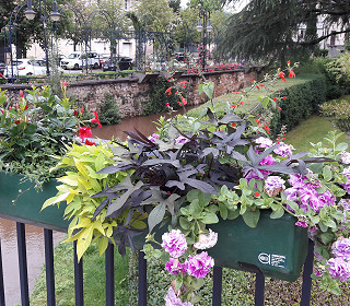 How your planter displays could win £1000 of Amberol products