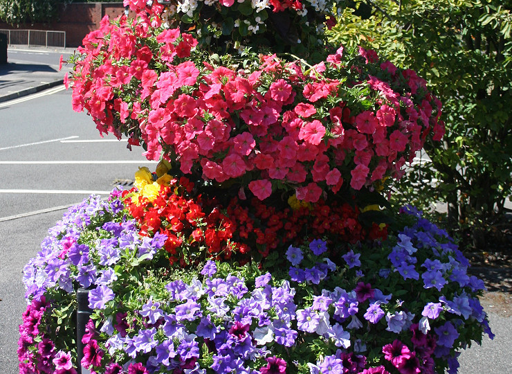 Successes in the 2019 national Britain in Bloom awards
