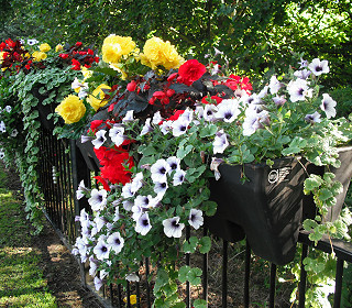 Would you like to be an Amberol case study?