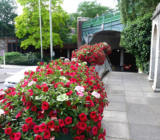 5 plants that grow well in containers