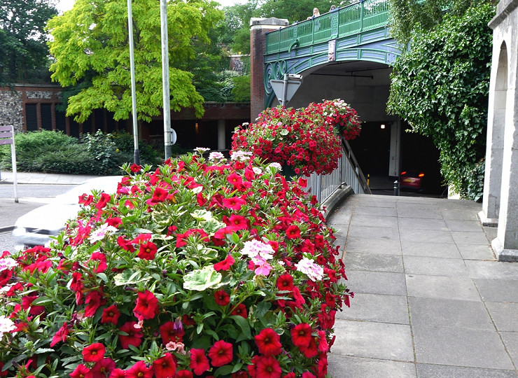 5 plants that grow well in containers