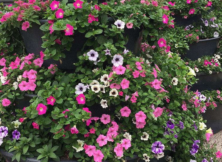 Belgium is blooming thanks to Amberol’s self-watering planters