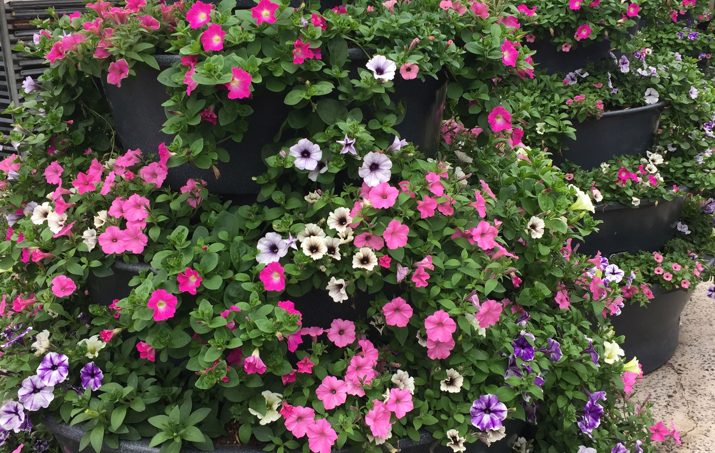 Belgium is blooming thanks to Amberol’s self-watering planters