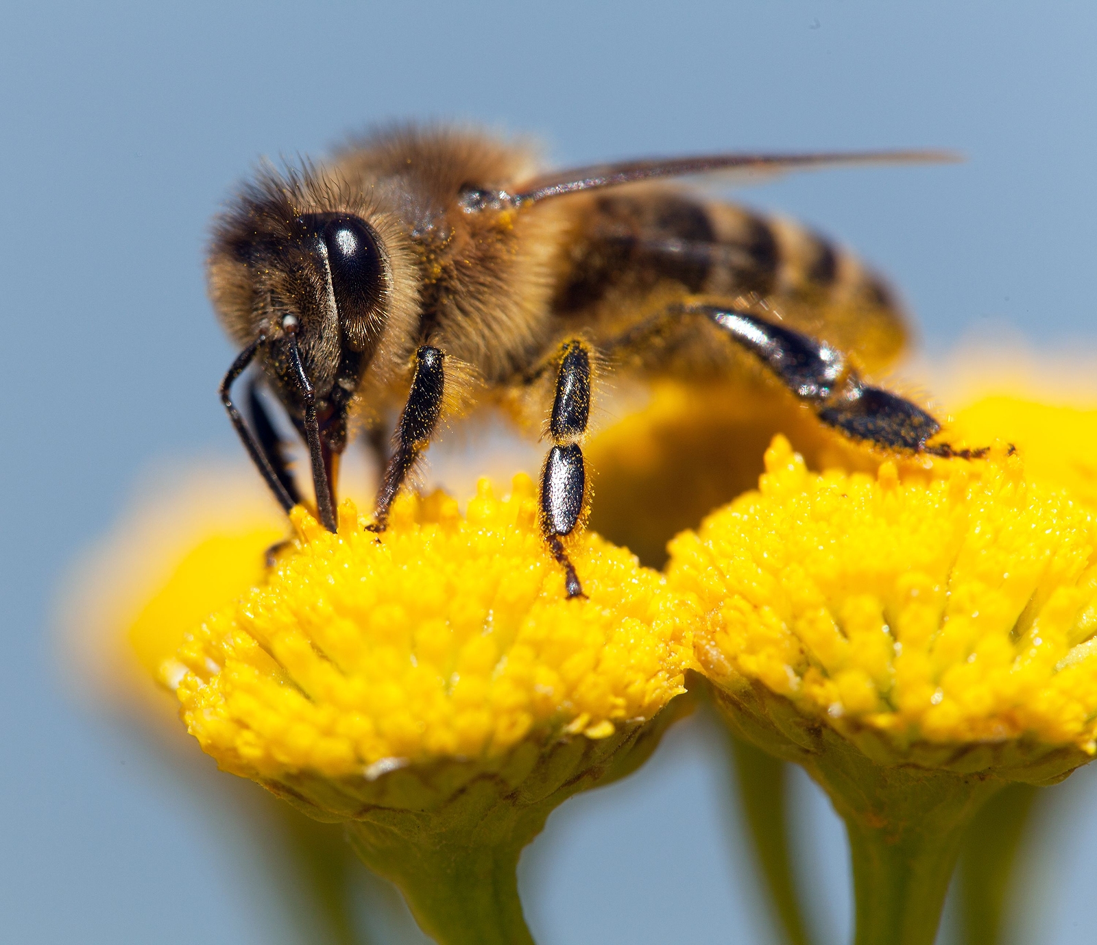 In Bloom group receives award for pollinator efforts