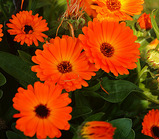 How you can Grow Well with the RHS