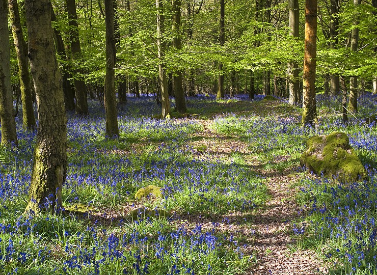 Inspired to tackle litter in the Forest of Dean