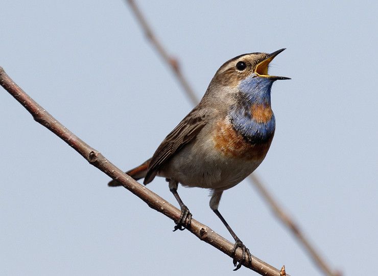 The best plants to attract wildlife