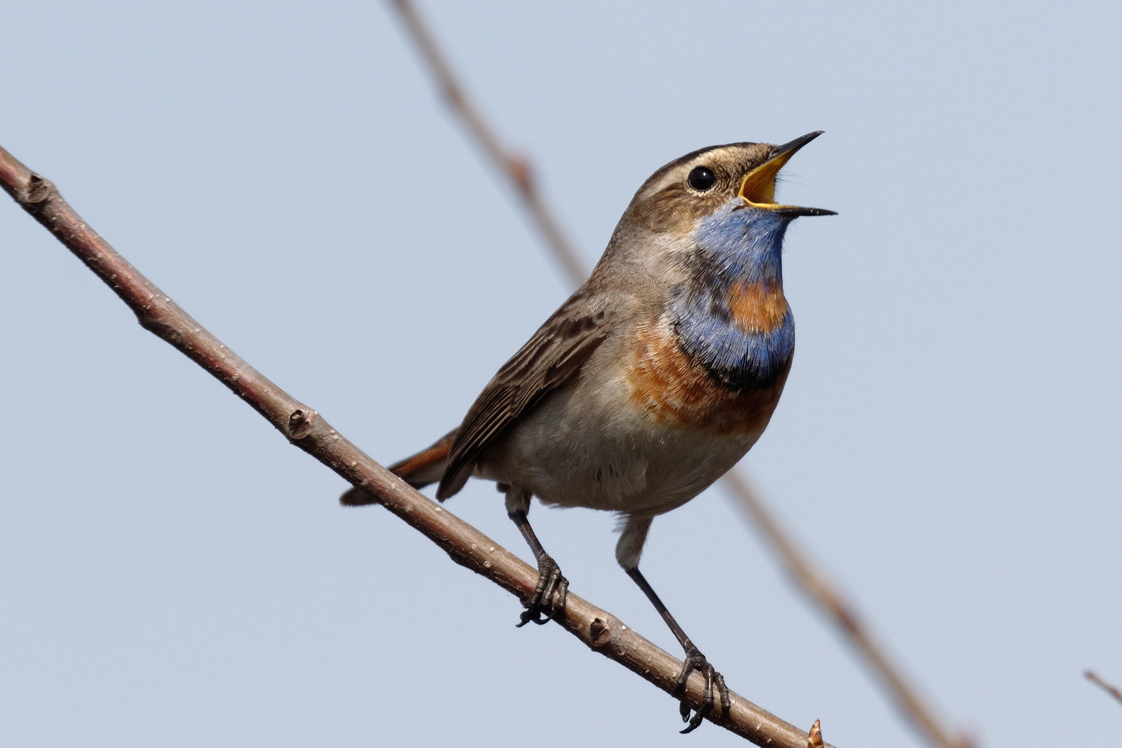 The best plants to attract wildlife