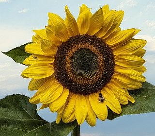 The Big Sunflower Project