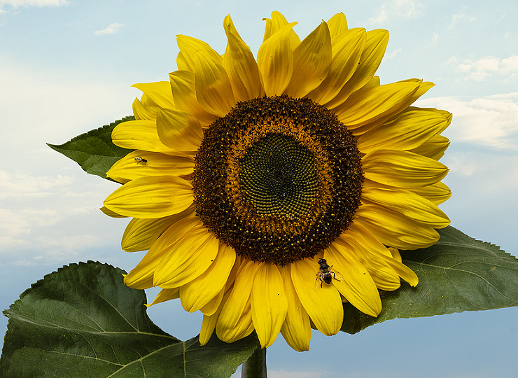 The Big Sunflower Project