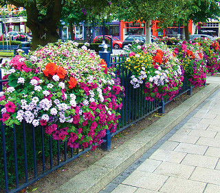New sustainability criteria for Britain in Bloom demonstrates commitment to the environment