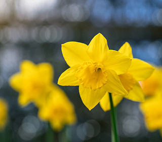 In celebration of St David’s Day – all about the daffodil