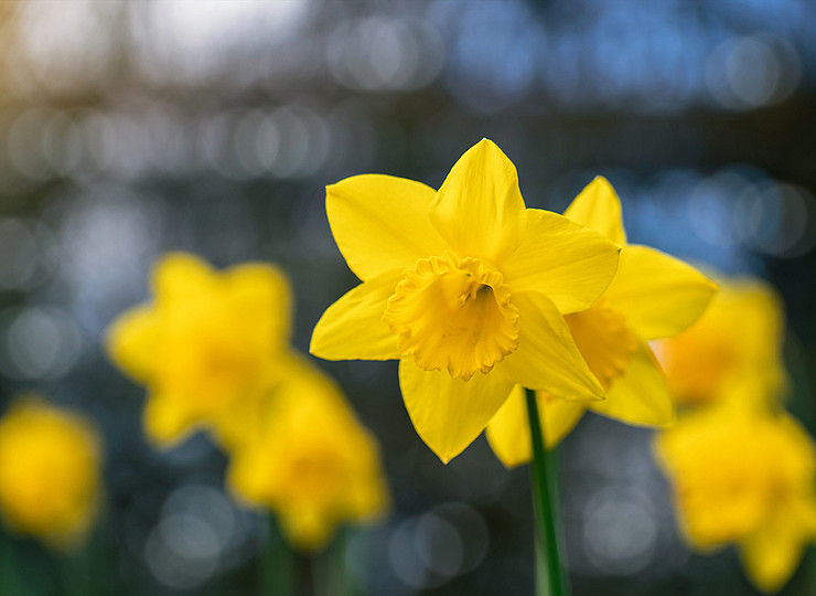 In celebration of St David’s Day – all about the daffodil
