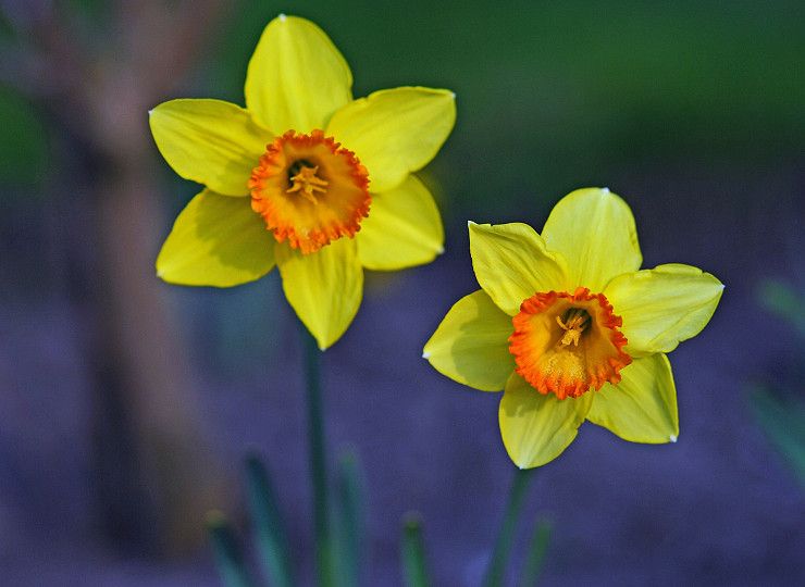Plant bulbs now for a splash of spring colour