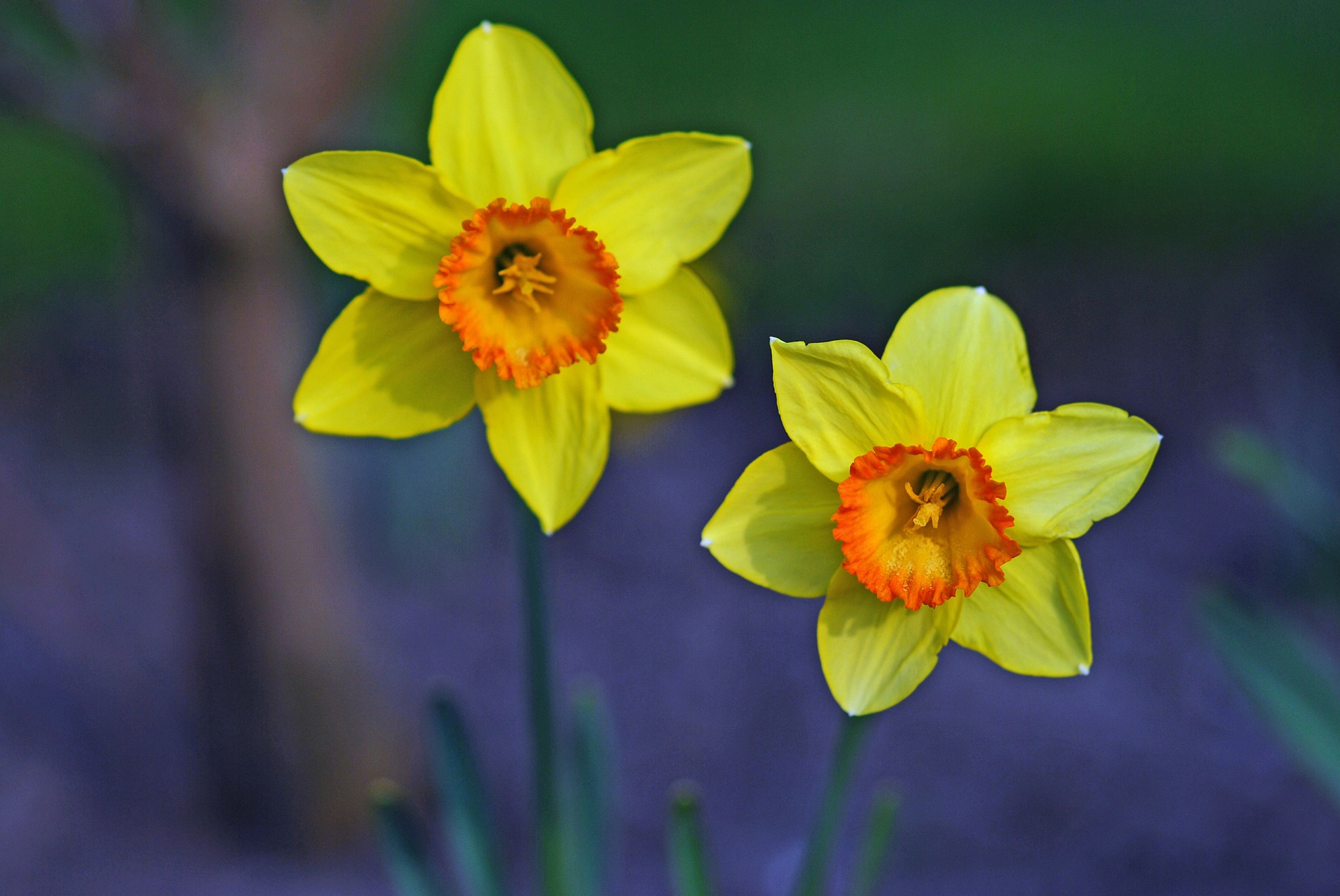 Plant bulbs now for a splash of spring colour
