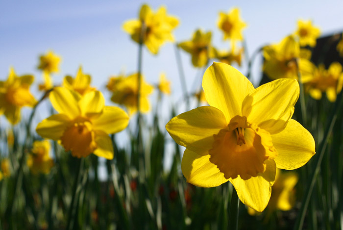 Planting super spring bulbs