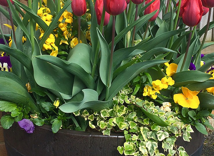 Be kind to your plants in the warmer weather
