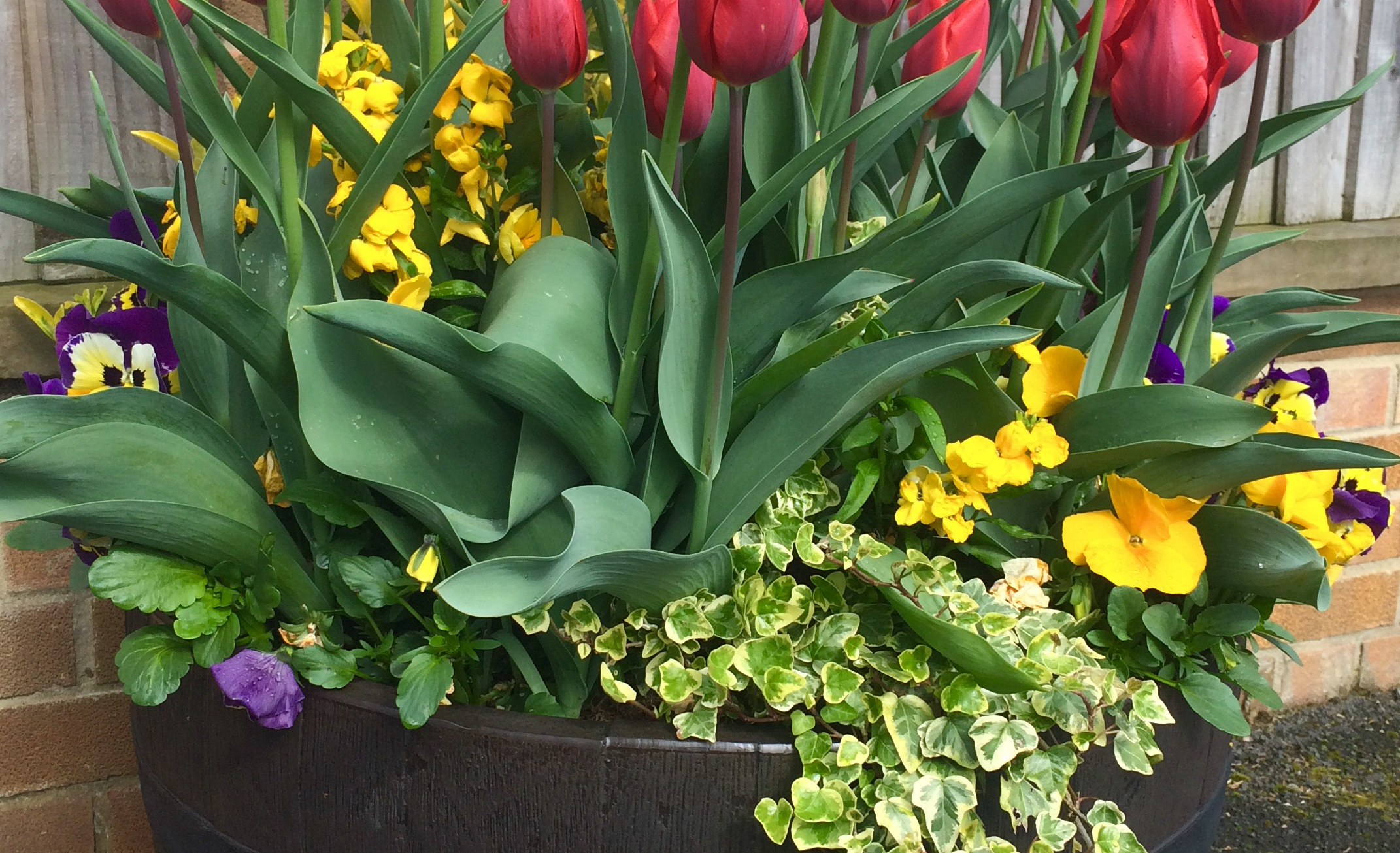 Be kind to your plants in the warmer weather