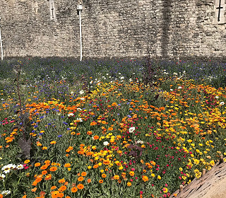 A super visit to Superbloom