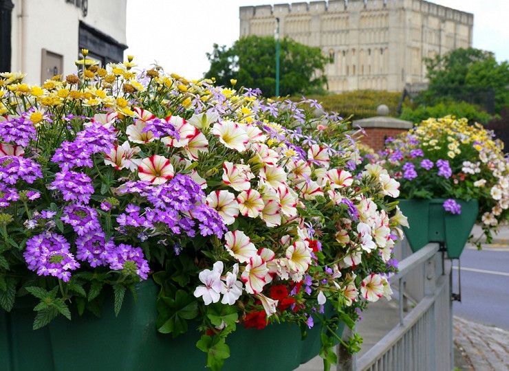 Which self-watering planter is right for you?