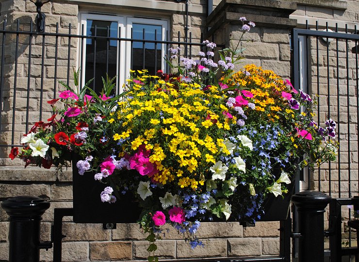 Creating colourful summer planters