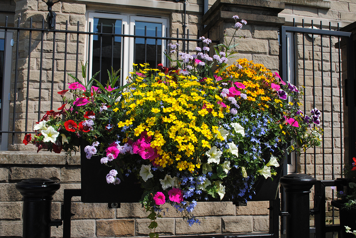 Creating colourful summer planters