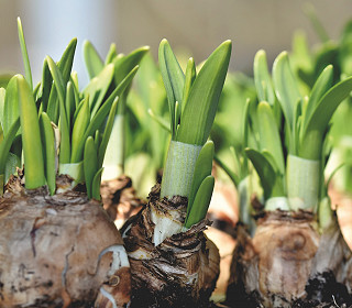 Get planting for 2021
