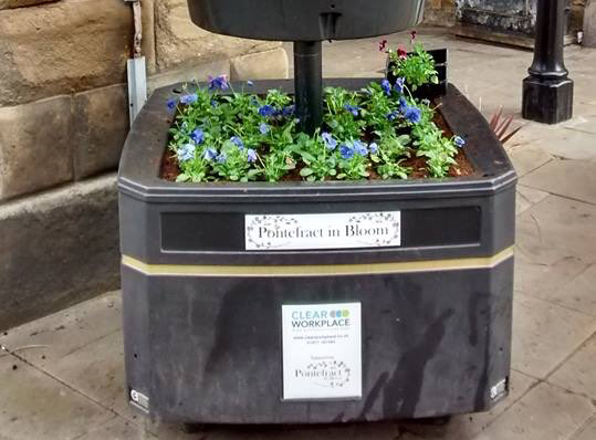 Pansies and violas in Pontefract