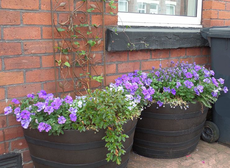 Amberol support project to determine the impact of plants on health and wellbeing