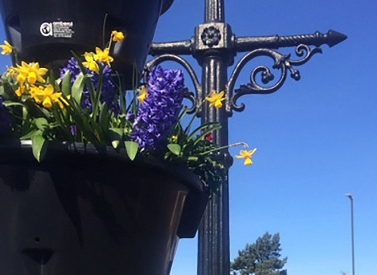 Guide to planting self-watering spring containers