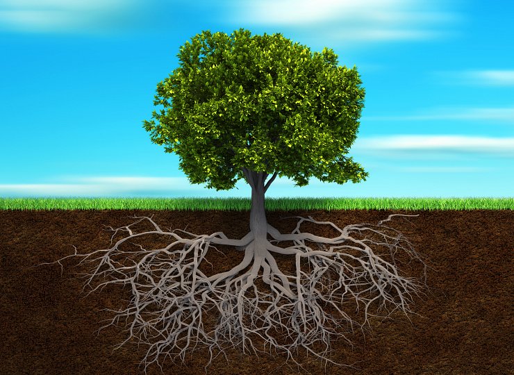 Encouraging the next generation: an introduction to plants for Key Stage One