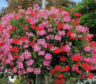 Amberol at the regional Britain in Bloom awards