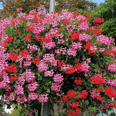 Why use Amberol’s self-watering planters?