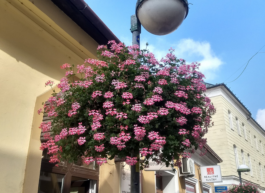 Up the pole Levice CROP