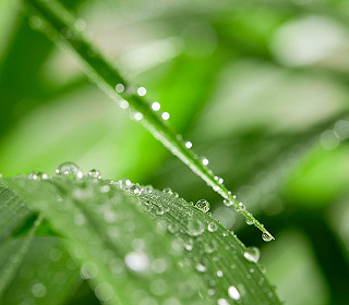 Top tips for ensuring that your plants are getting the right amount of water