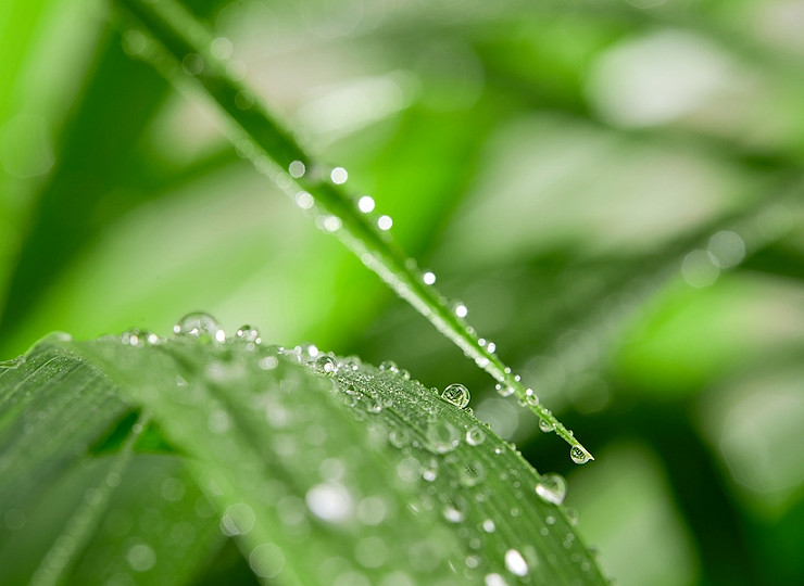 Top tips for ensuring that your plants are getting the right amount of water