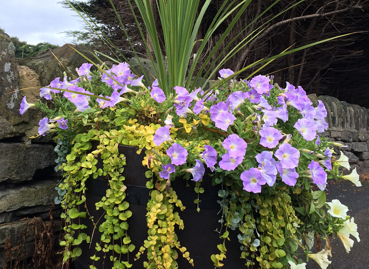 Getting ready for autumn with Amberol