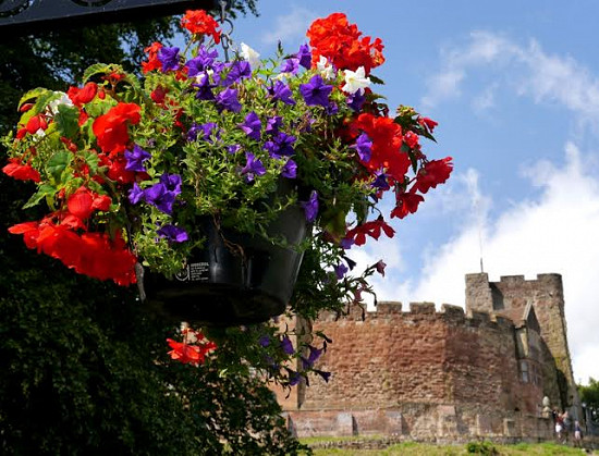 Self watering hanging basketsConventional Hanging Basket