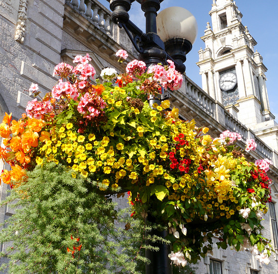 Up the pole plantersConventional Hanging Basket
