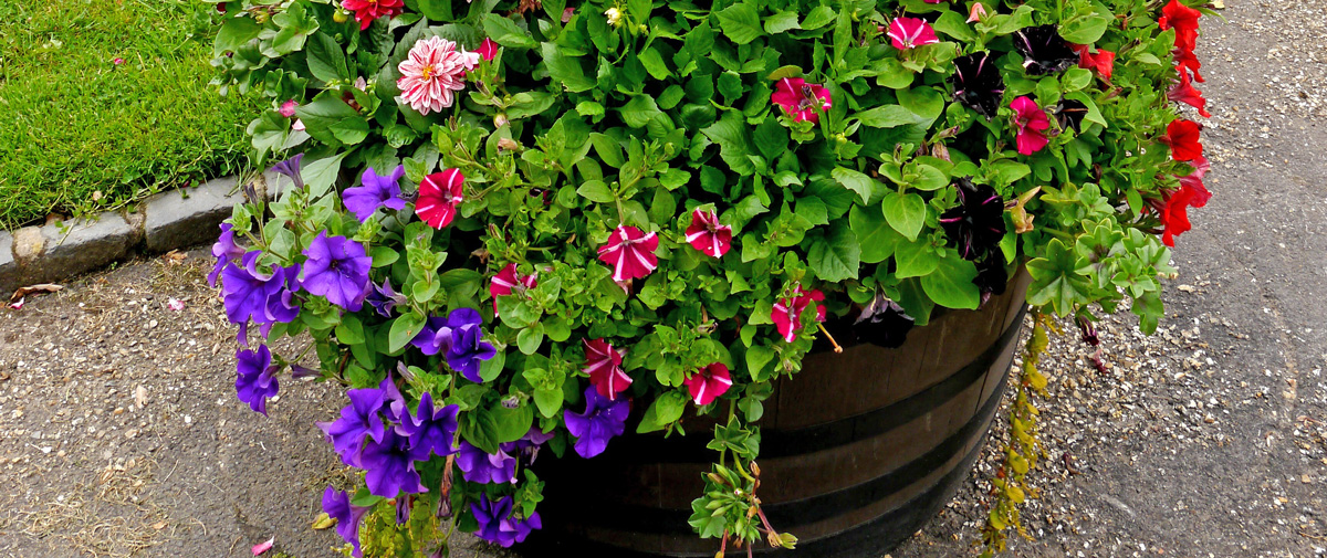 Photo of an Amberol heritage barrel planter
